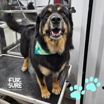 Fur Sure Grooming - Business Photo Gallery Image