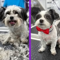 Fur Sure Grooming - Business Photo Gallery Image