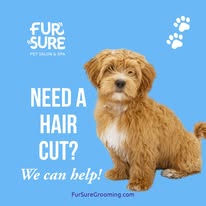 Fur Sure Grooming - Business Photo Gallery Image