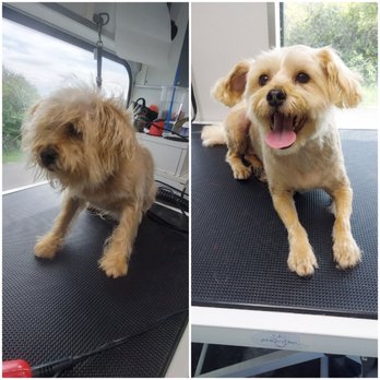 Red Rover Mobile Grooming - Business Photo Gallery Image