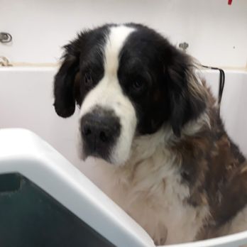 Red Rover Mobile Grooming - Business Photo Gallery Image