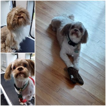 Red Rover Mobile Grooming - Business Photo Gallery Image