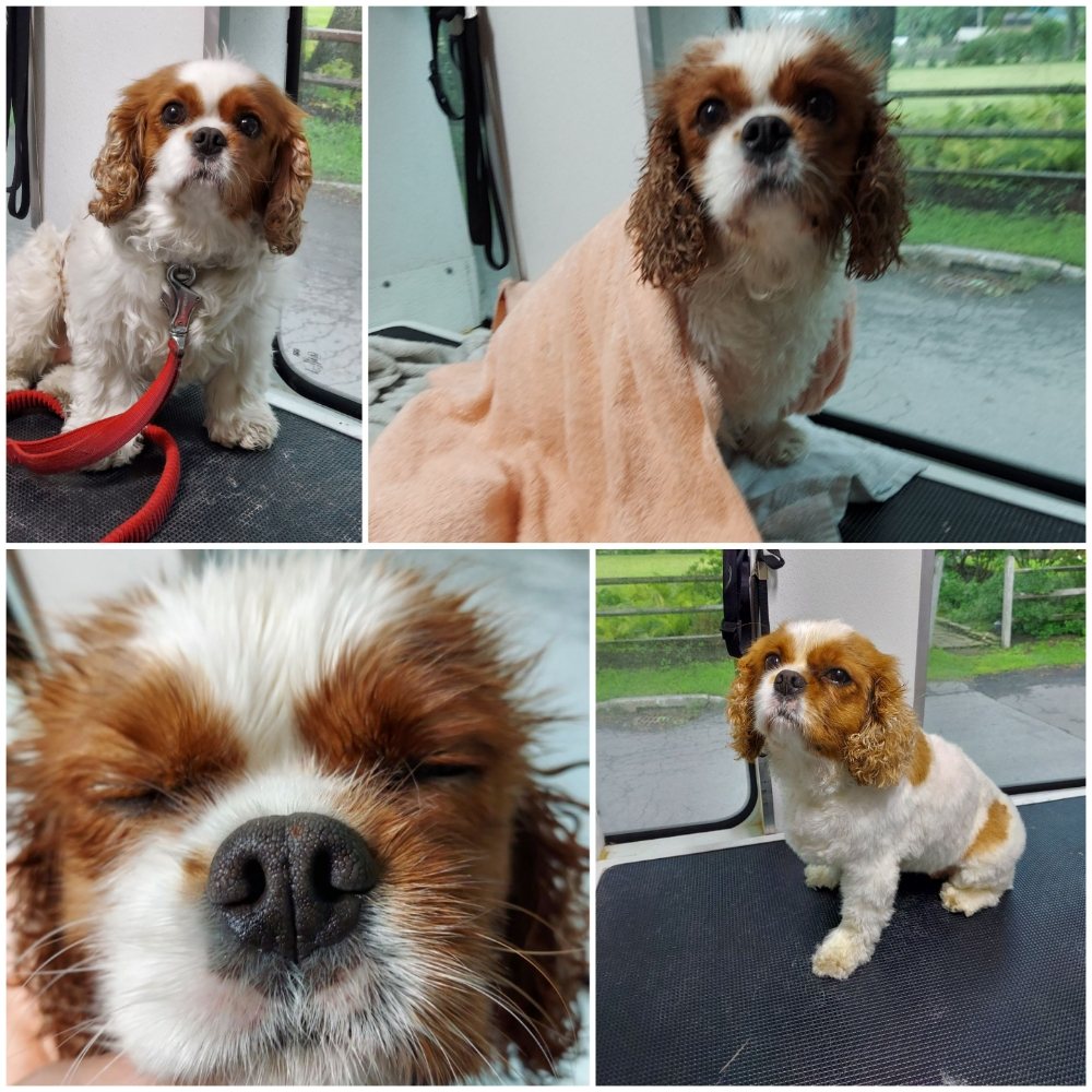 Red Rover Mobile Grooming - Business Photo Gallery Image