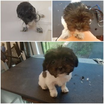 Red Rover Mobile Grooming - Business Photo Gallery Image