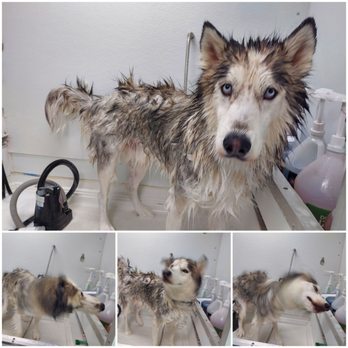 Red Rover Mobile Grooming - Business Photo Gallery Image