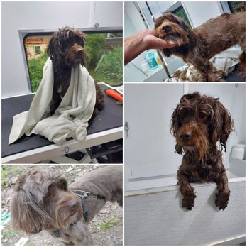 Red Rover Mobile Grooming - Business Photo Gallery Image