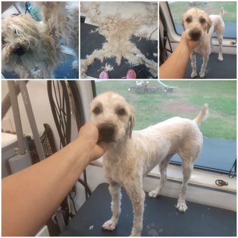 Red Rover Mobile Grooming - Business Photo Gallery Image