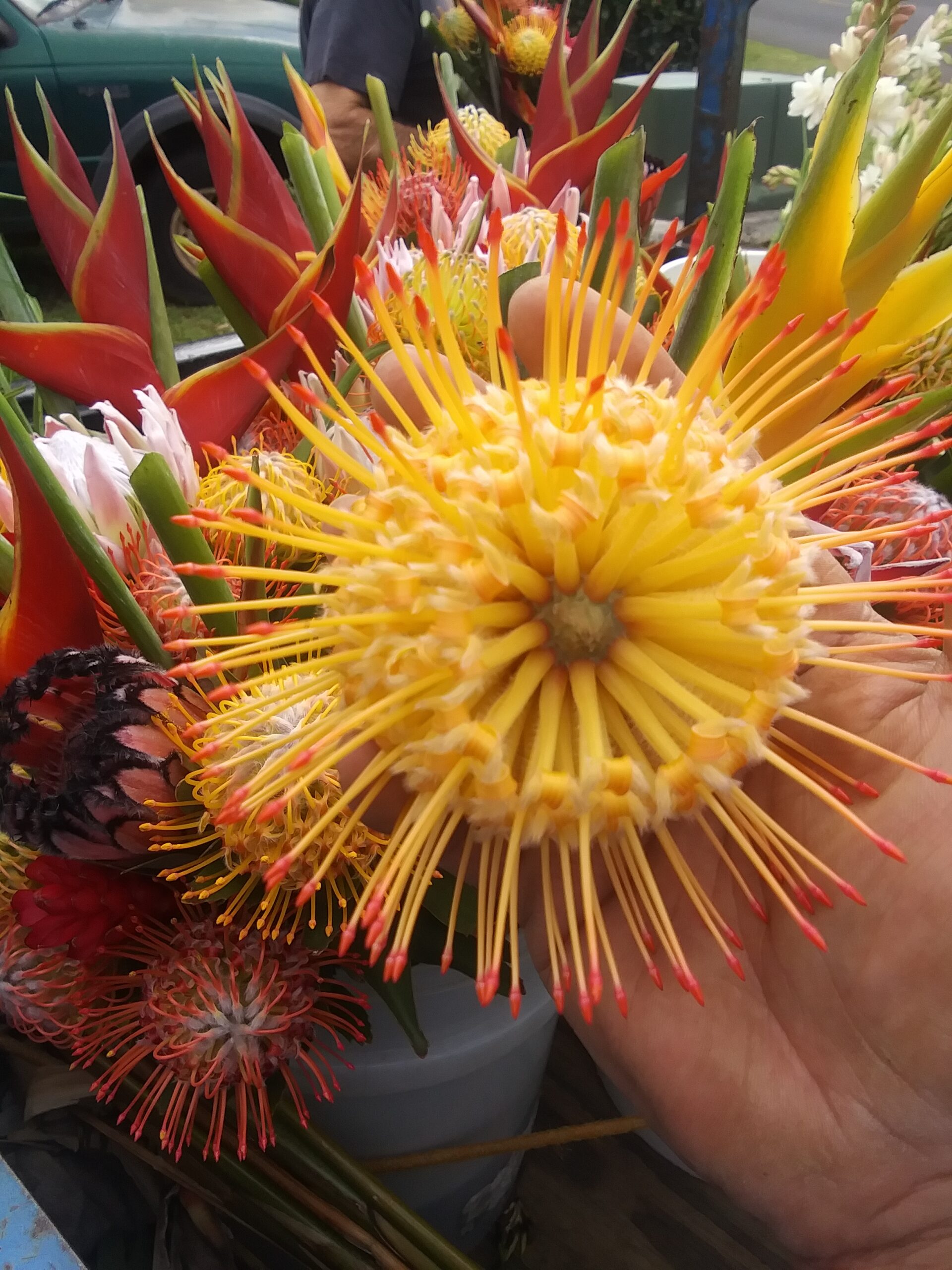 Maui Tropical Flowers - Business Photo Gallery Image