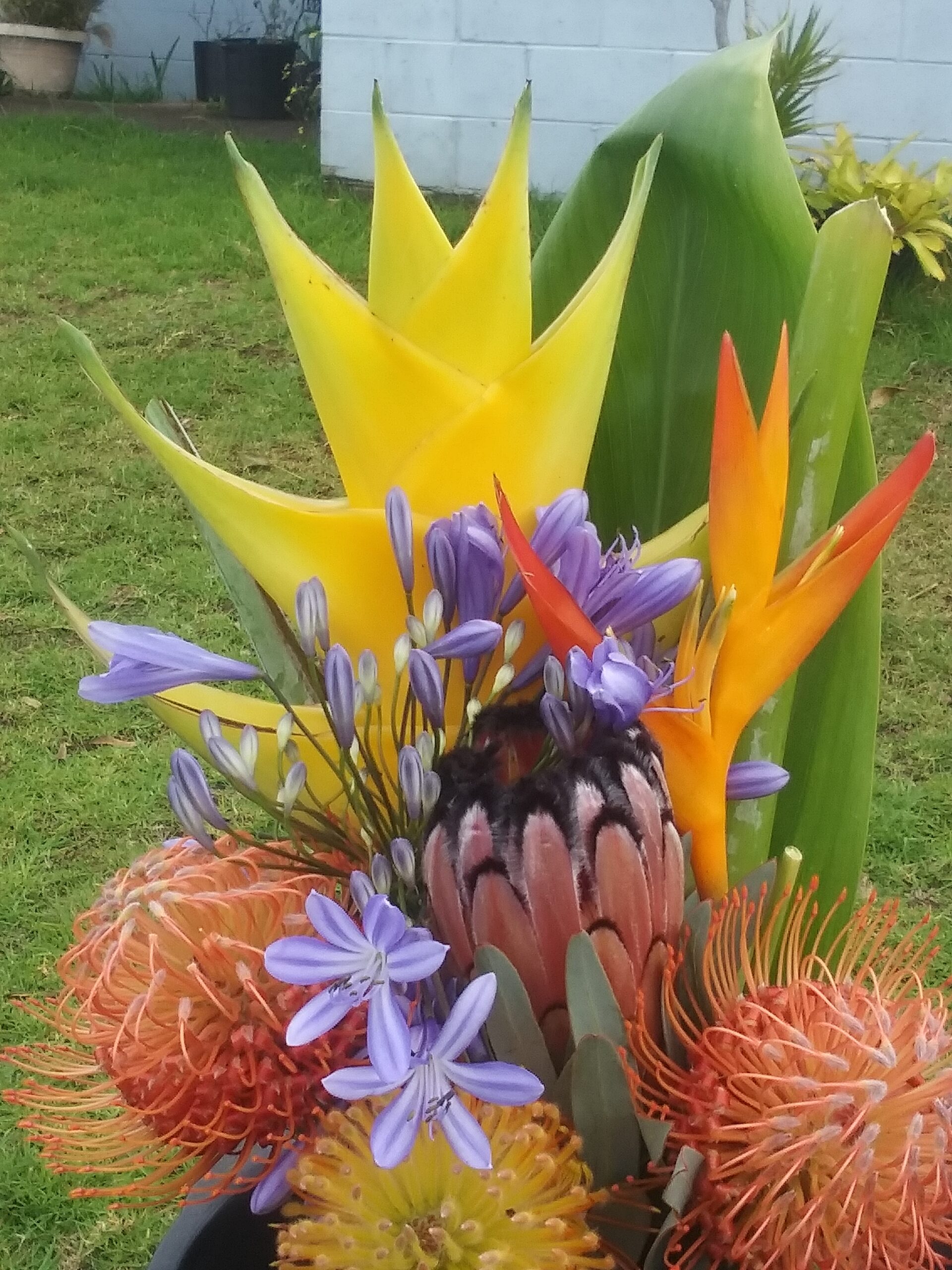 Maui Tropical Flowers - Business Photo Gallery Image