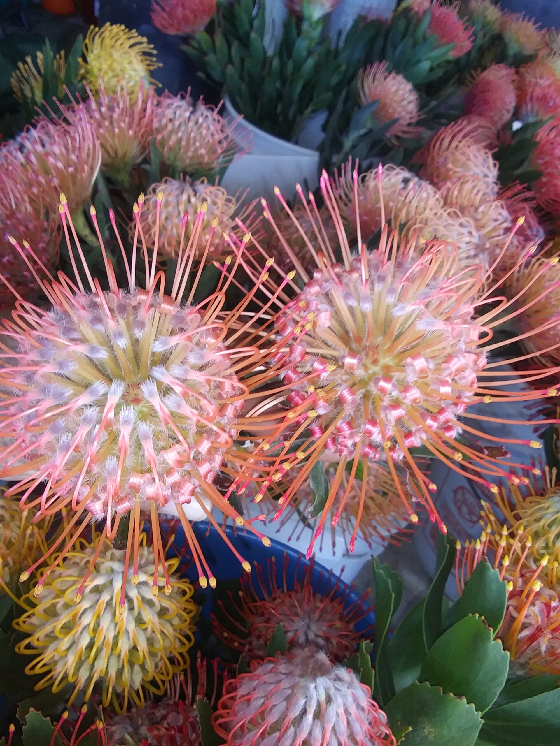 Maui Tropical Flowers - Business Photo Gallery Image