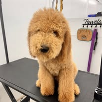 Chews 4 Paws - Business Photo Gallery Image