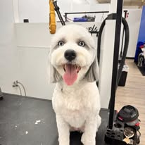 Chews 4 Paws - Business Photo Gallery Image