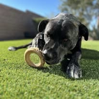 Chews 4 Paws - Business Photo Gallery Image