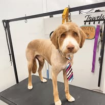 Chews 4 Paws - Business Photo Gallery Image