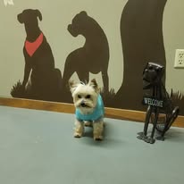Dog Lovers Grooming Salon - Business Photo Gallery Image