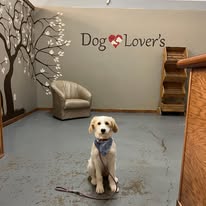 Dog Lovers Grooming Salon - Business Photo Gallery Image