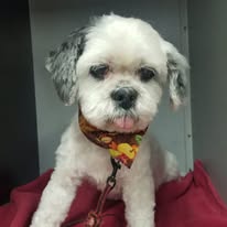 Dog Lovers Grooming Salon - Business Photo Gallery Image