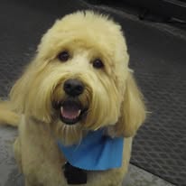 Dog Lovers Grooming Salon - Business Photo Gallery Image