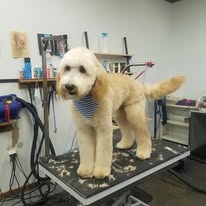 Dog Lovers Grooming Salon - Business Photo Gallery Image