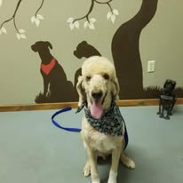 Dog Lovers Grooming Salon - Business Photo Gallery Image