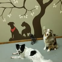 Dog Lovers Grooming Salon - Business Photo Gallery Image