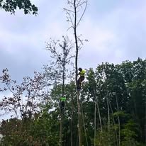 AAW Tree Service - Business Photo Gallery Image