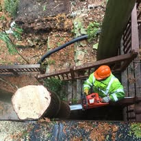 AAW Tree Service - Business Photo Gallery Image