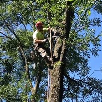 AAW Tree Service - Business Photo Gallery Image
