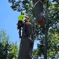 AAW Tree Service - Business Photo Gallery Image
