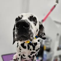 Pawsitive Evolution Pet Spa - Business Photo Gallery Image