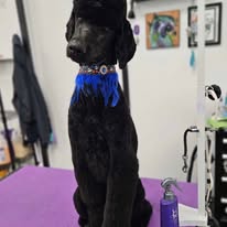 Pawsitive Evolution Pet Spa - Business Photo Gallery Image