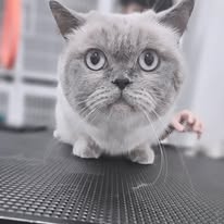 Pawsitive Evolution Pet Spa - Business Photo Gallery Image