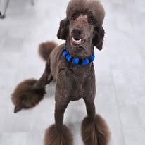 Pawsitive Evolution Pet Spa - Business Photo Gallery Image