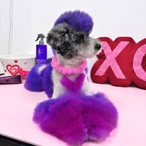 Pawsitive Evolution Pet Spa - Business Photo Gallery Image