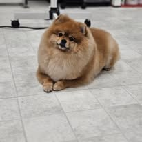 Pawsitive Evolution Pet Spa - Business Photo Gallery Image