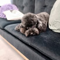 Pawsitive Evolution Pet Spa - Business Photo Gallery Image