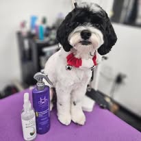 Pawsitive Evolution Pet Spa - Business Photo Gallery Image