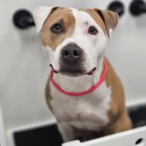 Pawsitive Evolution Pet Spa - Business Photo Gallery Image