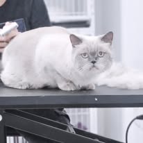 Pawsitive Evolution Pet Spa - Business Photo Gallery Image