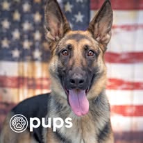 Pups - Business Photo Gallery Image