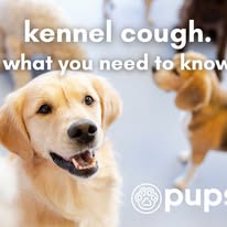 Pups - Business Photo Gallery Image