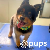 Pups - Business Photo Gallery Image