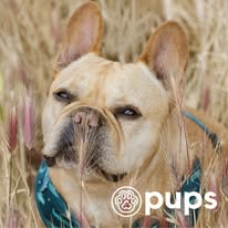 Pups - Business Photo Gallery Image