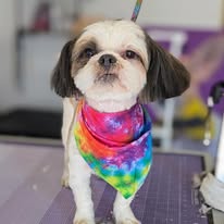 Sydnee's Pet Grooming - Business Photo Gallery Image