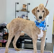 Sydnee's Pet Grooming - Business Photo Gallery Image