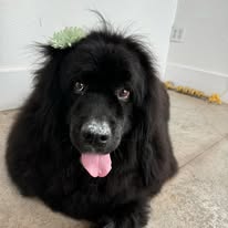 Sydnee's Pet Grooming - Business Photo Gallery Image