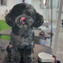 Sydnee's Pet Grooming - Business Photo Gallery Image