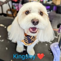 Sydnee's Pet Grooming - Business Photo Gallery Image