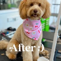 Sydnee's Pet Grooming - Business Photo Gallery Image