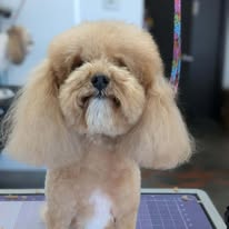 Sydnee's Pet Grooming - Business Photo Gallery Image